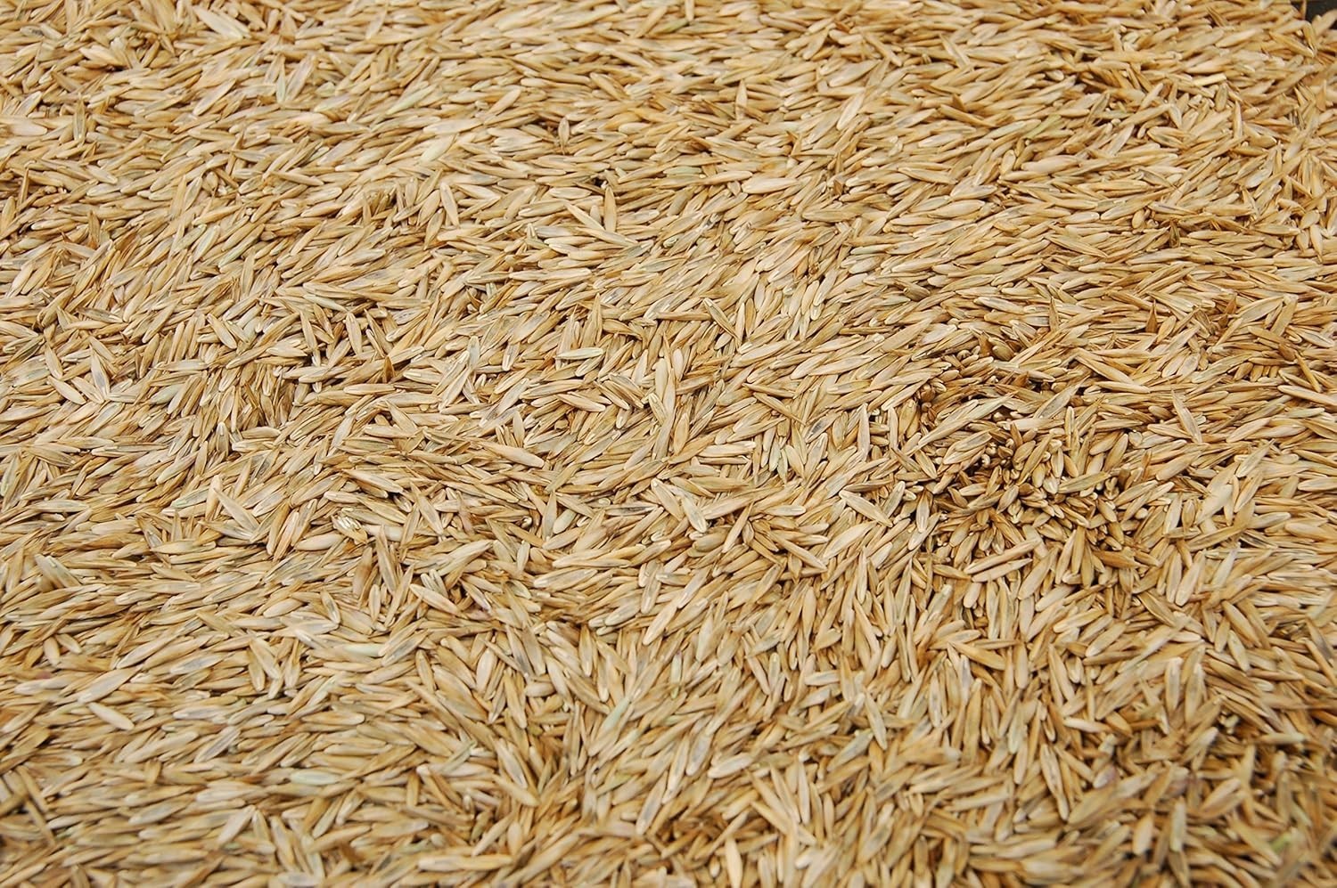 Scotts Kentucky 31 Grass Seed Mix for New Lawns or Overseeding, Grows Thicker an