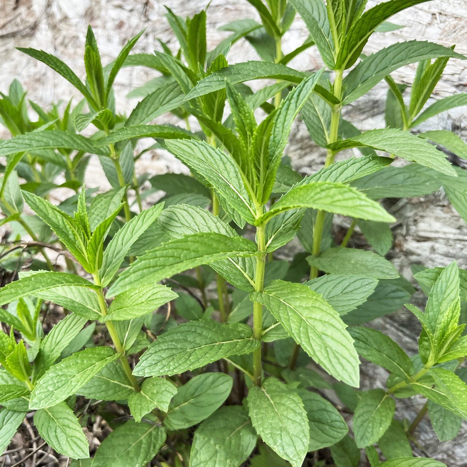 1 Plant Mint Spearmint Live Plant Edible Aromatic Herb Plant, Organic