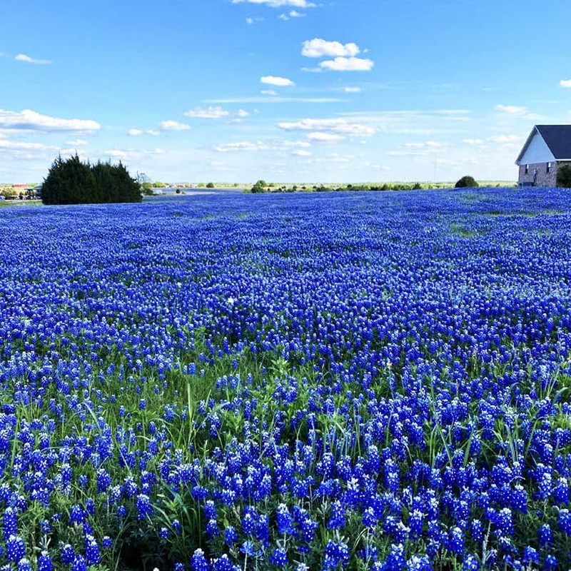 750+ Texas Bluebonnet Wildflower Seeds for a Stunning Home Garden