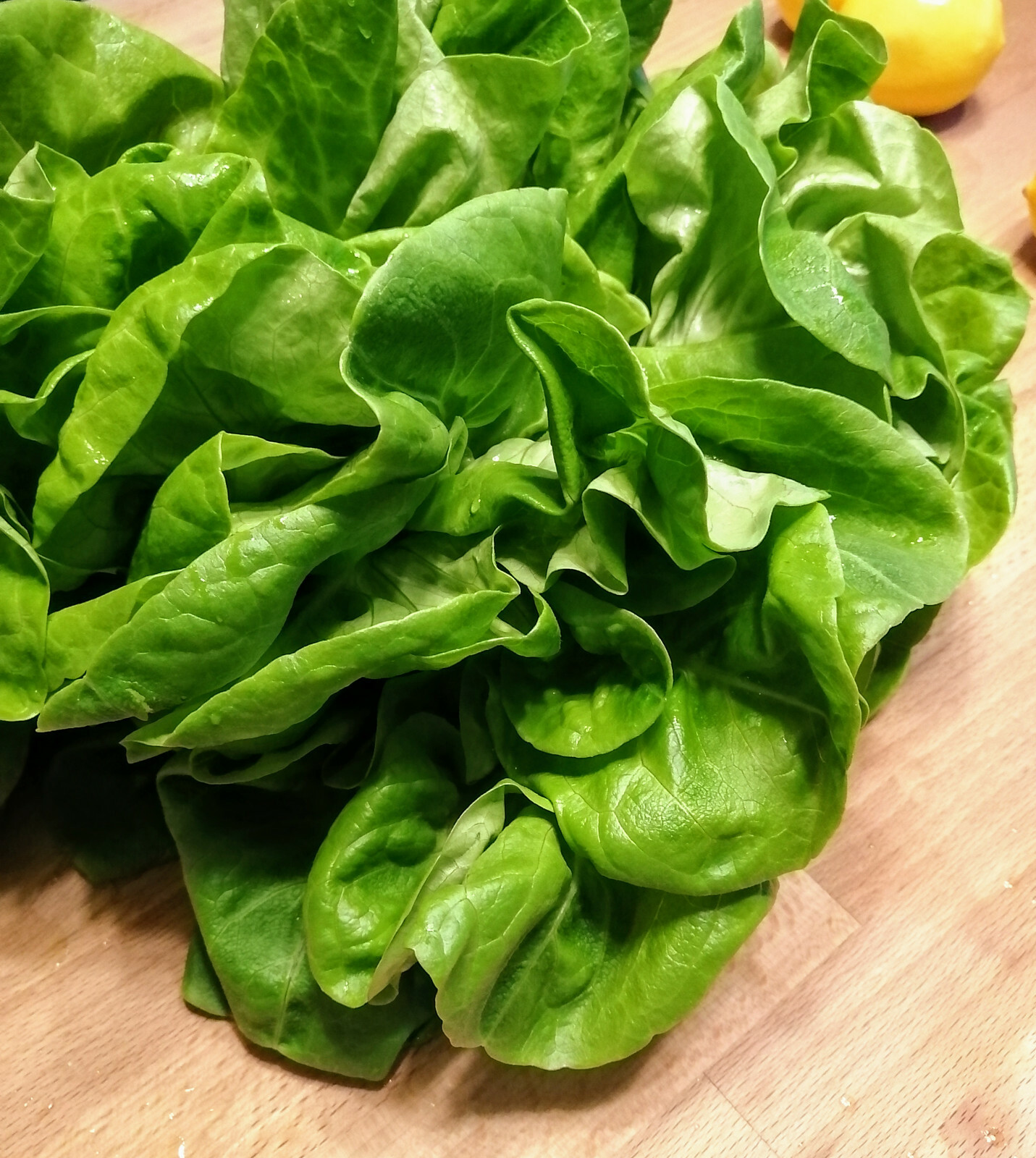 1000 Buttercrunch Butterhead Lettuce Vegetable Seeds Butter Head Container, Yard