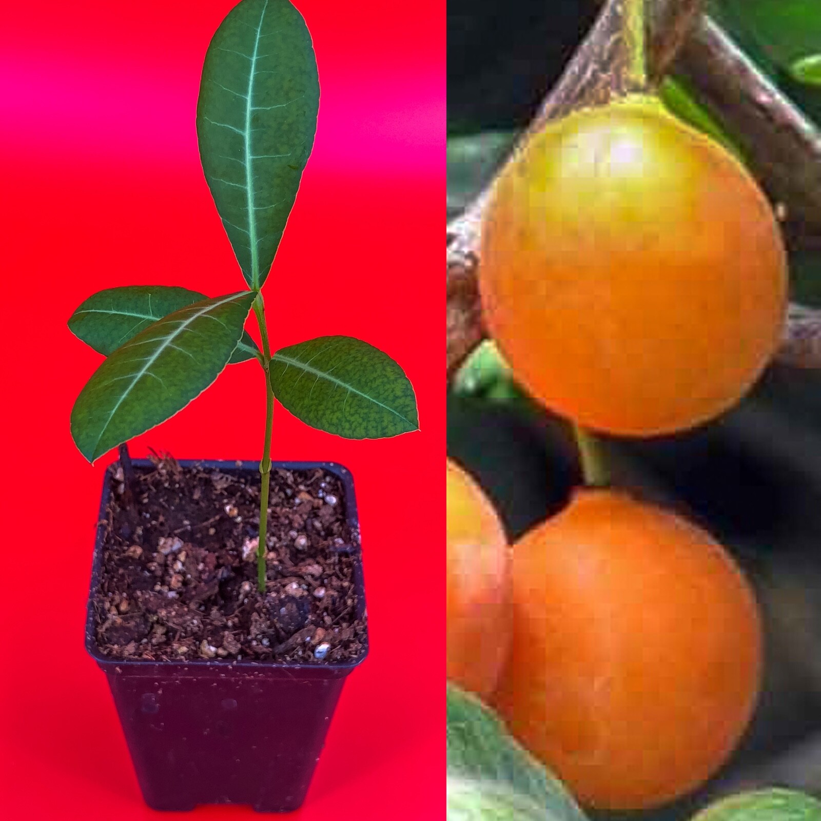 Imbe Garcinia Livingstonei Orange African Mangosteen Tropical Fruit Tree Plant