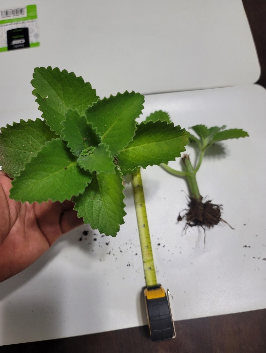 2 Cuban Oregano~Mexican Mint~Spanish Thyme~Well Rooted plant 5 to 7 Inches