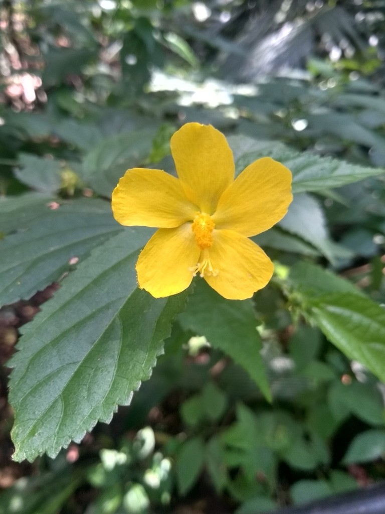 Pavonia spinifex | Prickly Rose Mallow | 10_Seeds