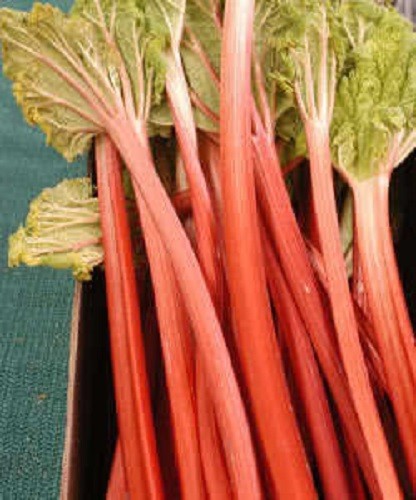 25 VICTORIA RHUBARB Pieplant Red Fruit Perennial Vegetable Fruit Seeds *Flat S/H