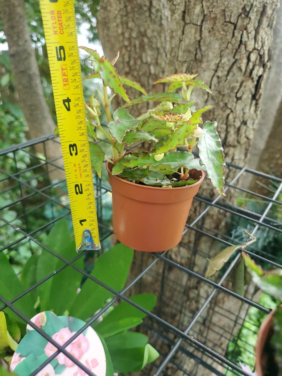 Lot Of 3 RARE Begonia AMPHIOXUS Live Ships In 2.5″