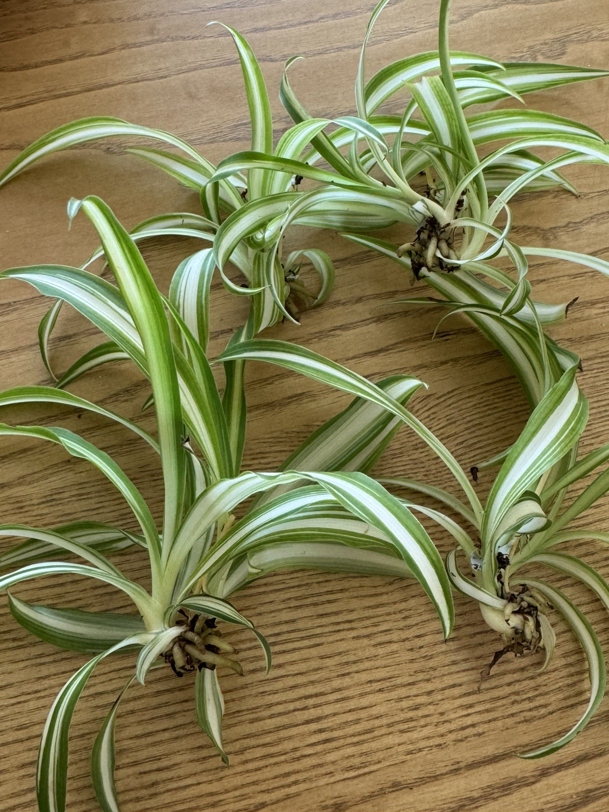5 Spider Airplane Plants Rooted Starts / Variegated / Live Plants
