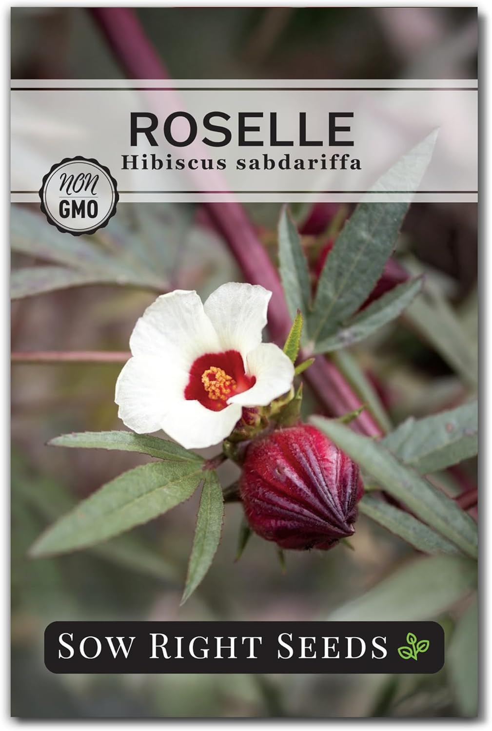 Sow Right Seeds – Roselle Seeds for Planting – Hibiscus Sabdariffa – Non-Gmo Hei