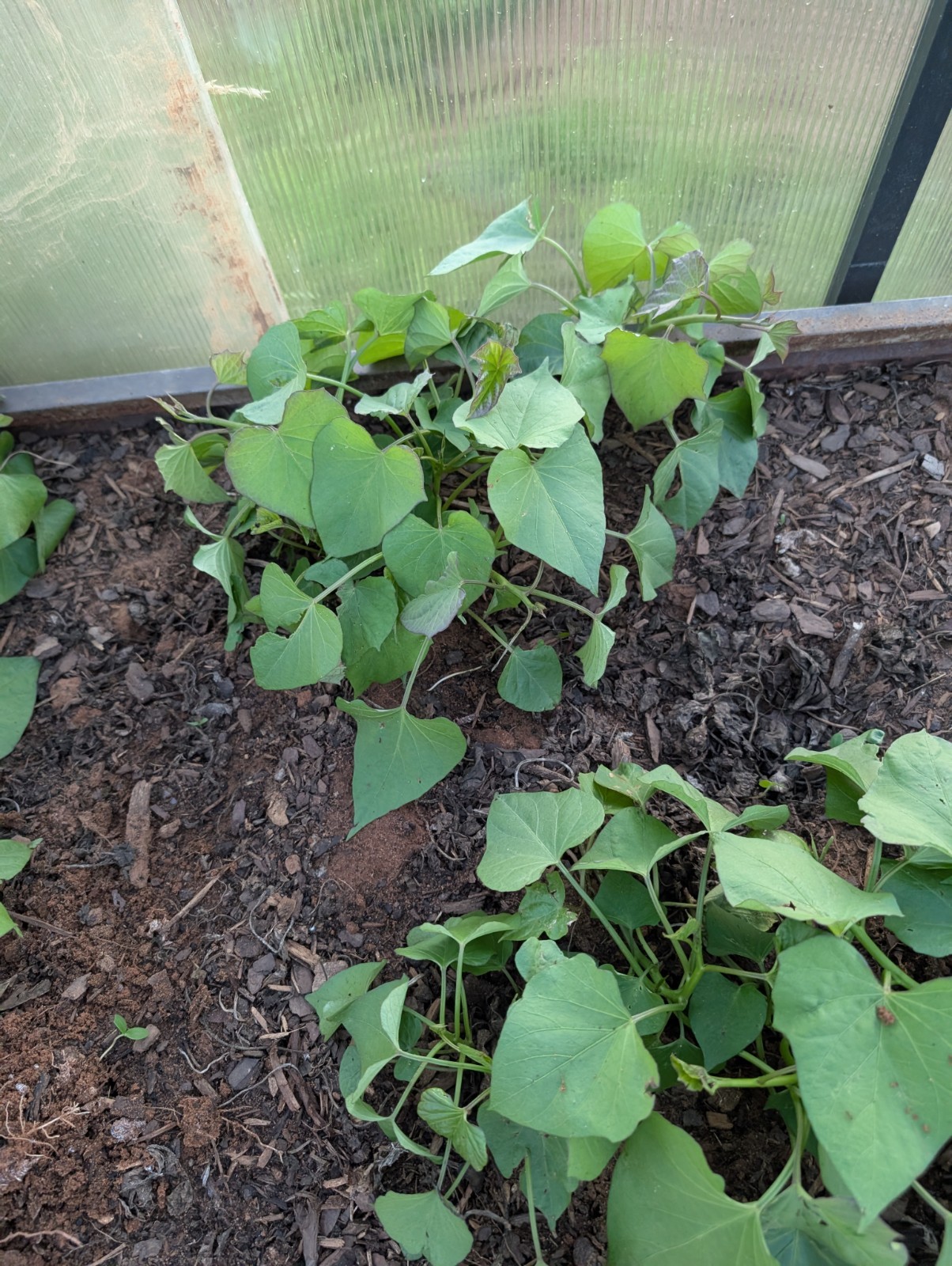 Japanese Sweet Potato Slips Rooted From Soil Reddish-pink Skin Yellow Flesh