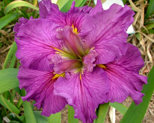 Louisiana Iris Cyclamint-3 MATURE BLOOMING SIZE Plants/Fans Rose Pink Purple
