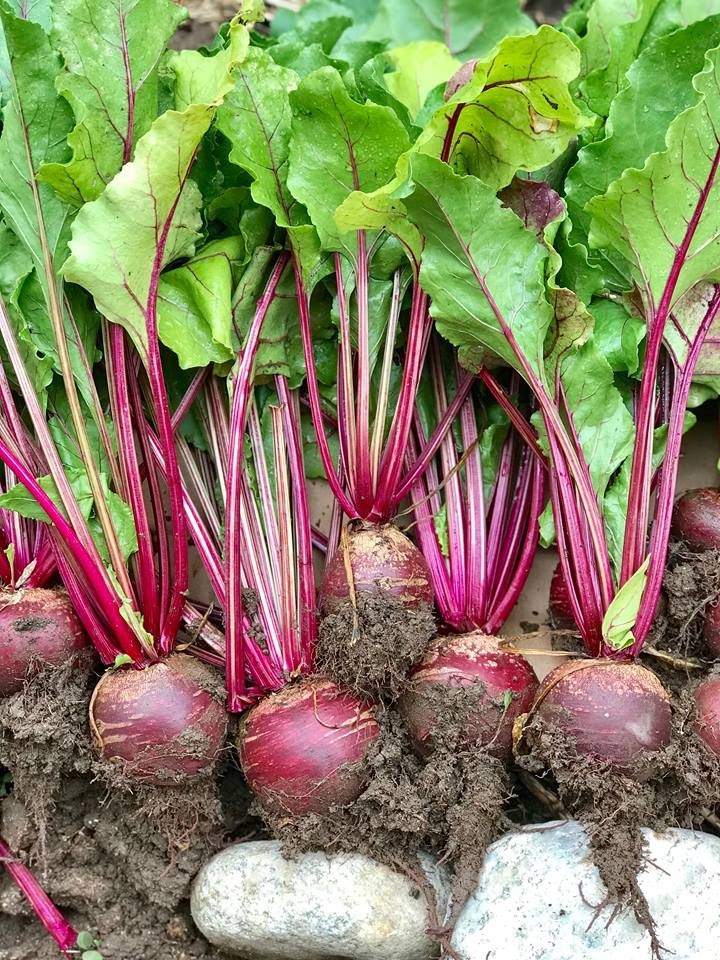 Detroit Dark Red Beet Seeds | Blood Turnip Mangel Harvard Vegetable Seed 2024