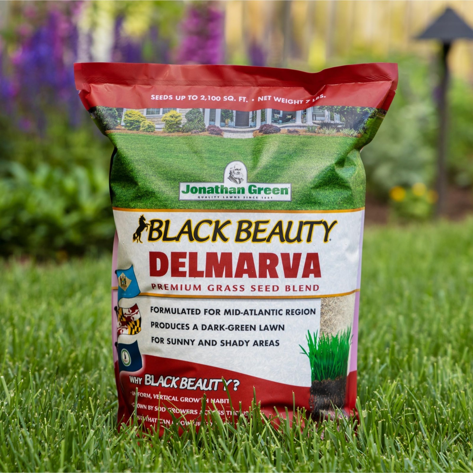 Premium Black Beauty Grass Seed for Maryland, Delaware, Virginia – 25 lb Cool Se