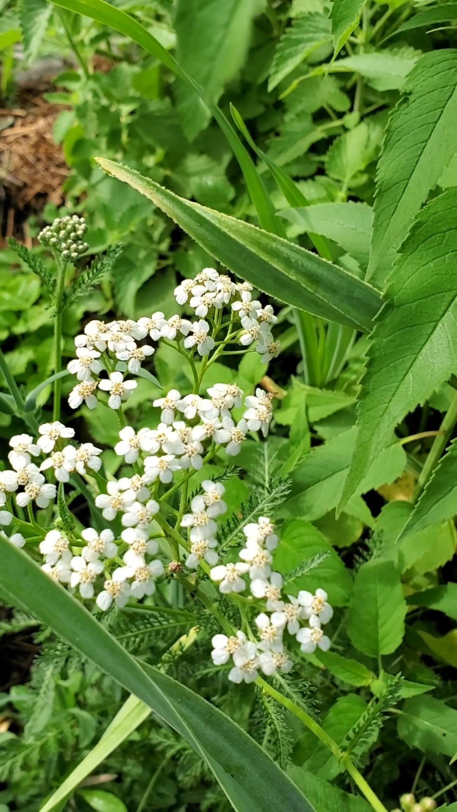 2x Yarrow Plants | Beyond Organic Well-Rooted Achillea millefolium