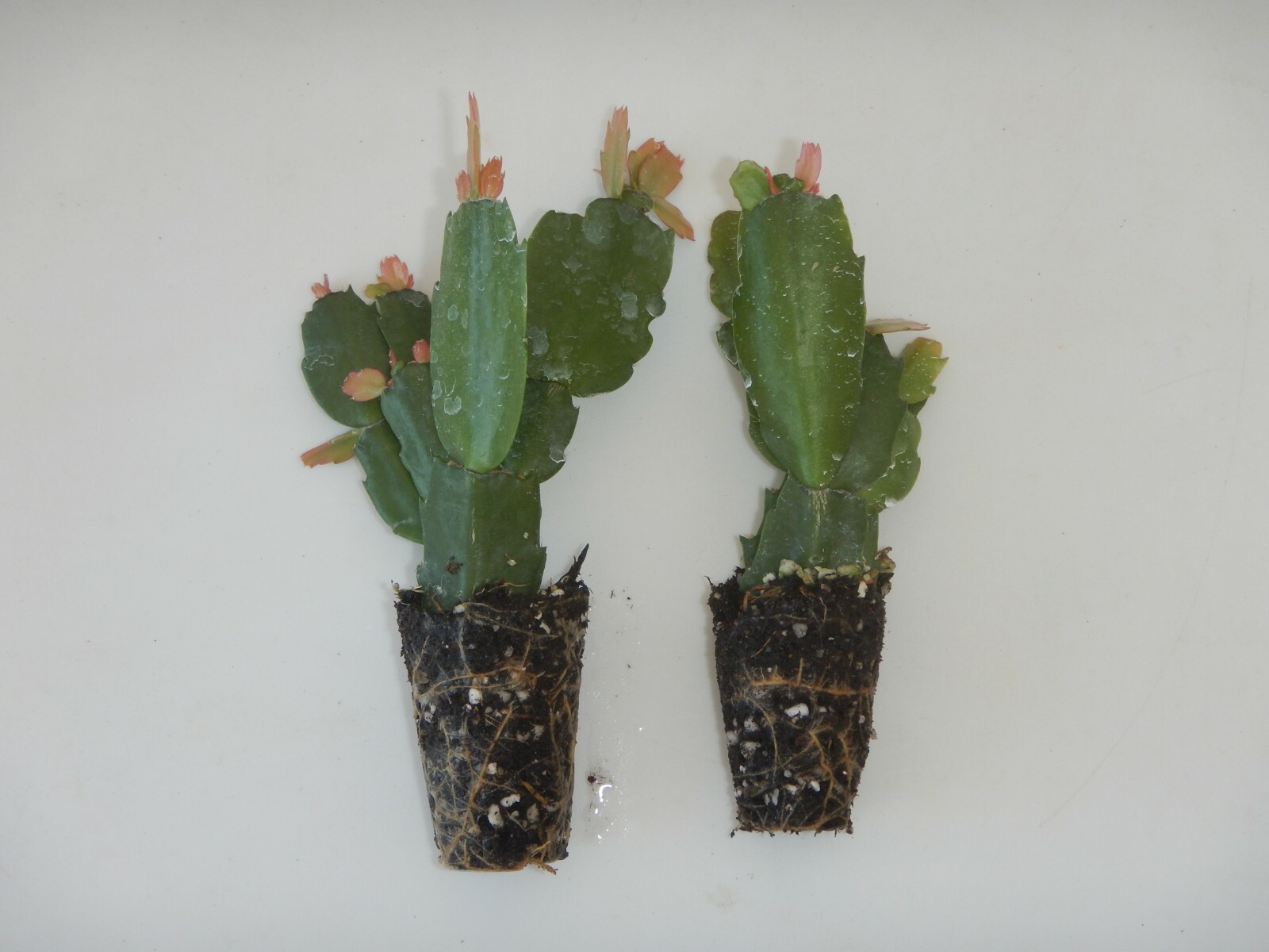 U Pick Any 2 Christmas Cactus/Schlumbergera Truncata Plants