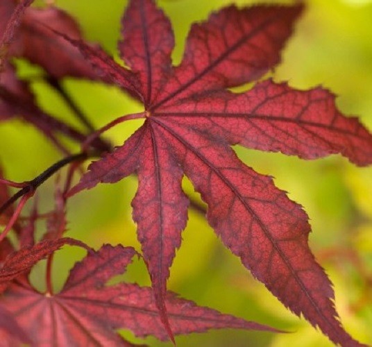 Purple Ghost Japanese Maple Tree – Live Plant – ( 2.5 QT )