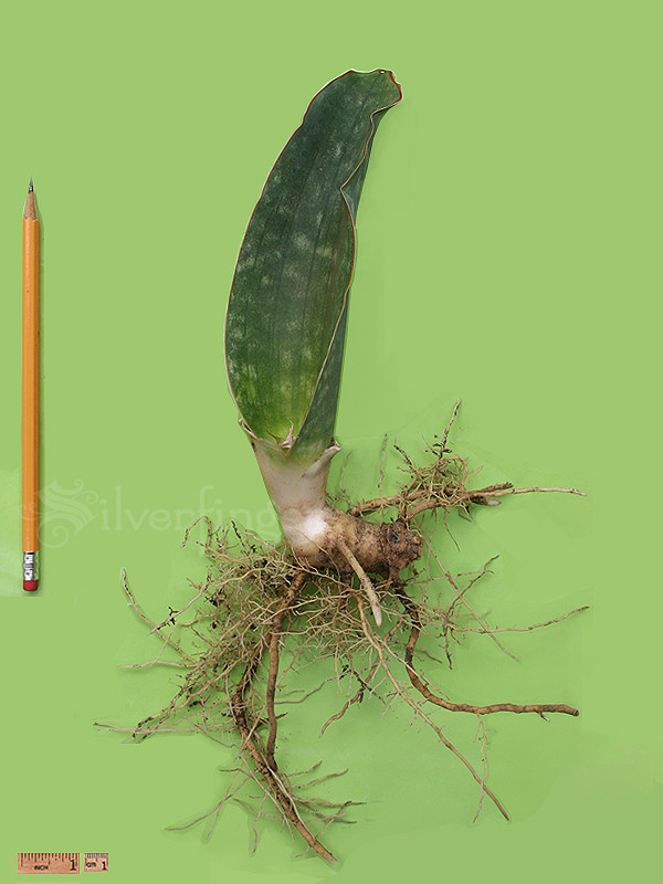 SANSEVIERIA Sp Nov km 42 No 21837 — Mafinga Tanzania — BLUE FORM • SUPER RARE