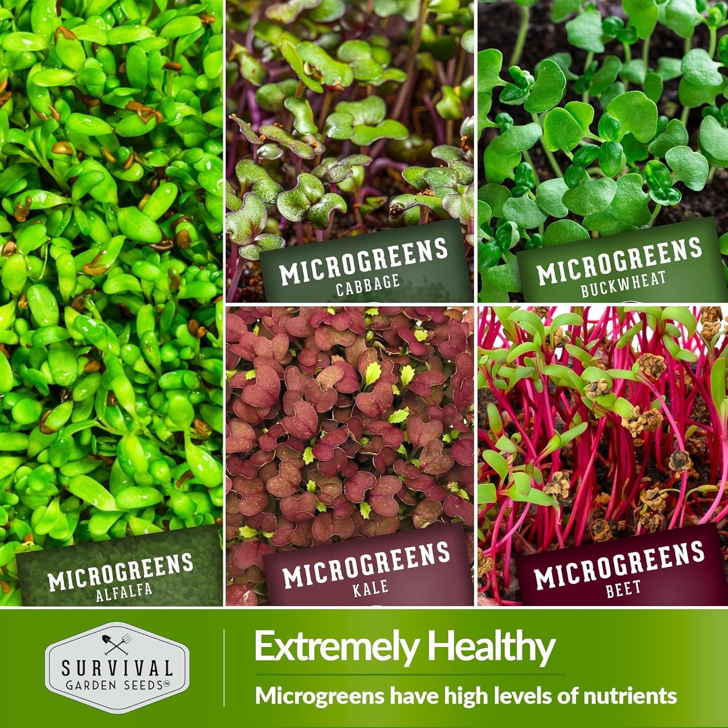 Microgreen Seeds Variety Pack 10 Heirloom Types Non-GMO for Indoor Gardening