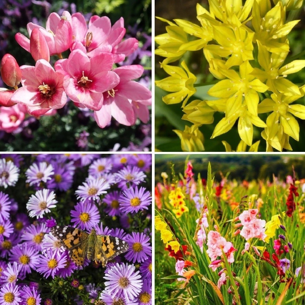 Bee and Butterfly Blooming Collection 100 Bulbs Featuring 4 Varieties of Flowers