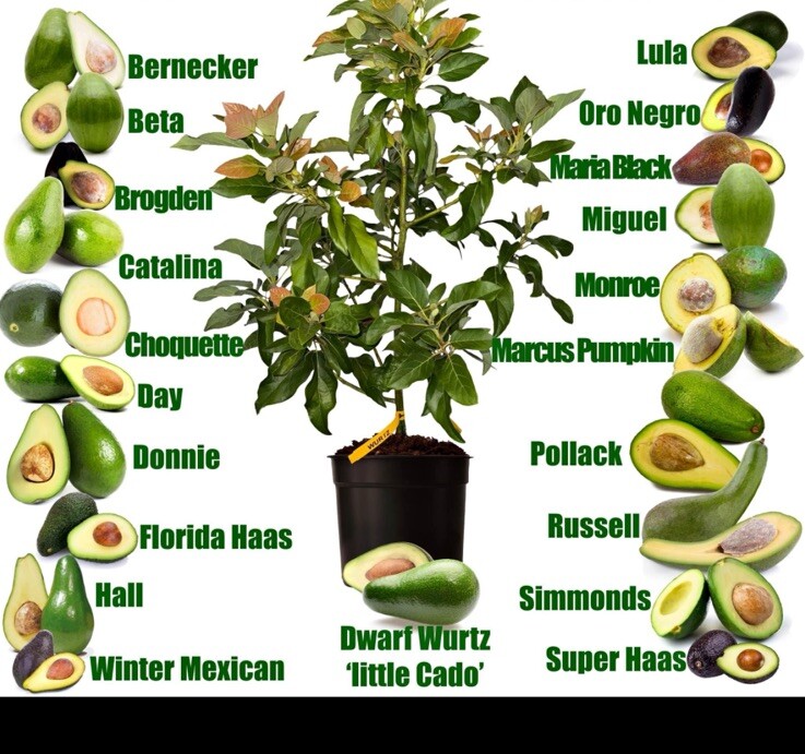 MARIA BLACK Dwarf Avocado ~3Ft Grafted Tree 3Gal Pot Ship UPS Overnight