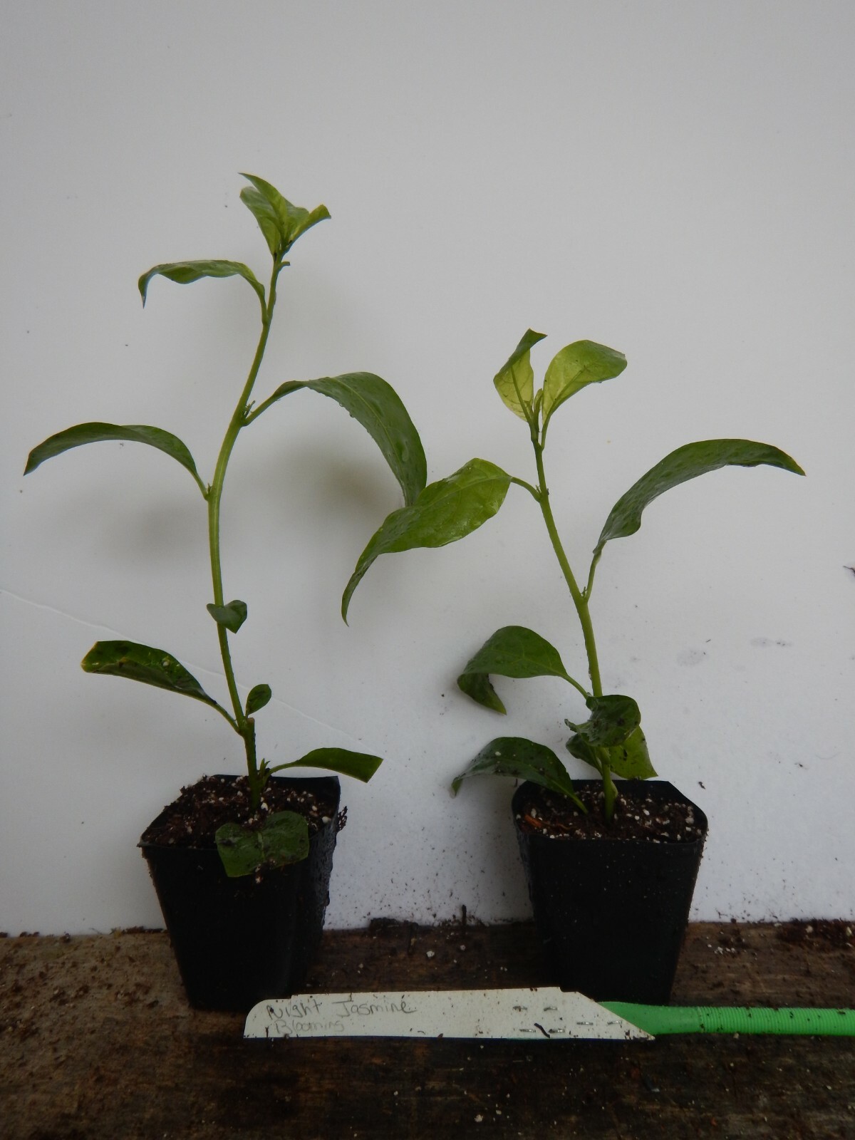 ~Night Blooming Jasmine~ Cestrum Nocturnum~ Live Plant~ Intensely Fragrant~