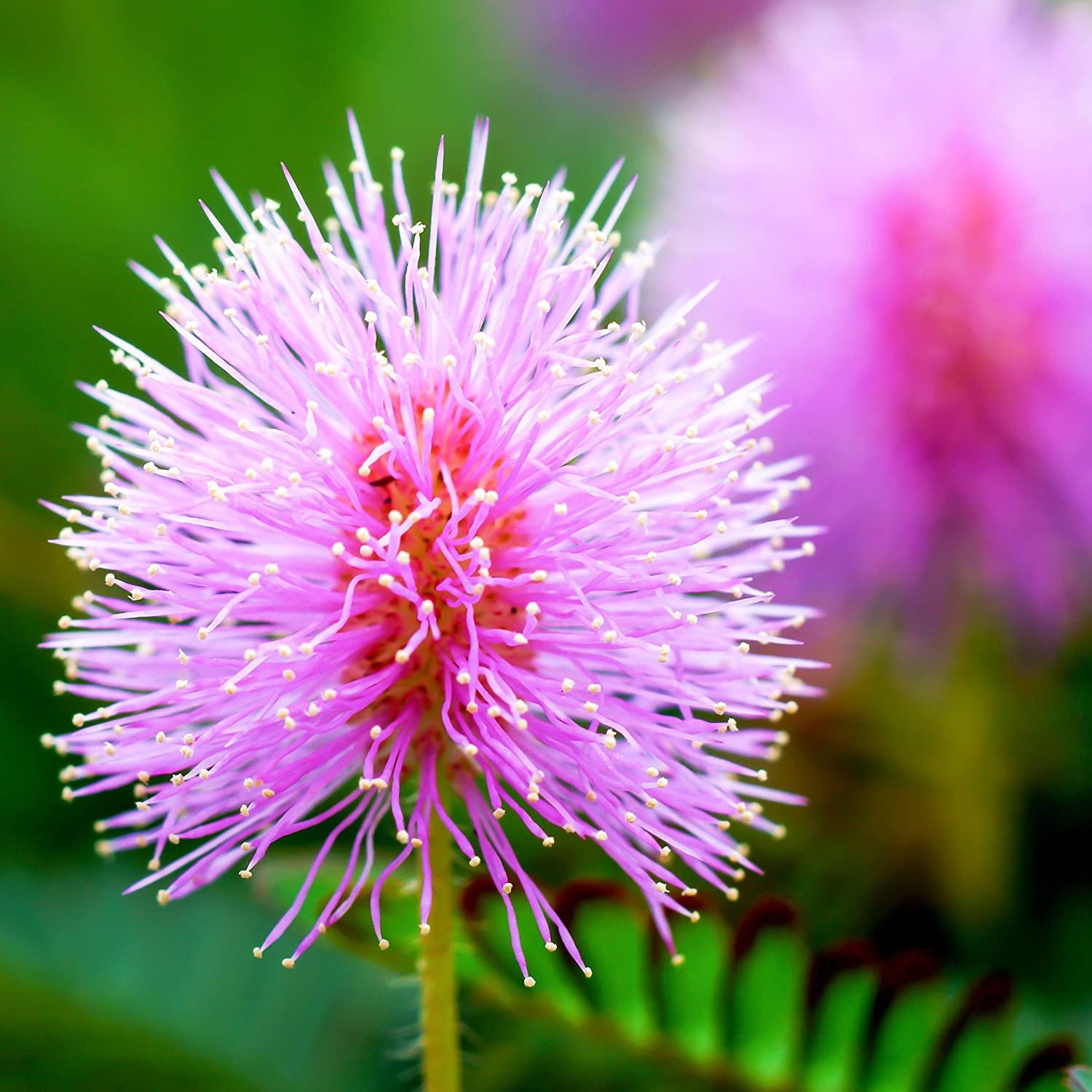 1000 Seeds Mimosa Pudica Seeds For Planting – Sensitive Plant Flower Seed