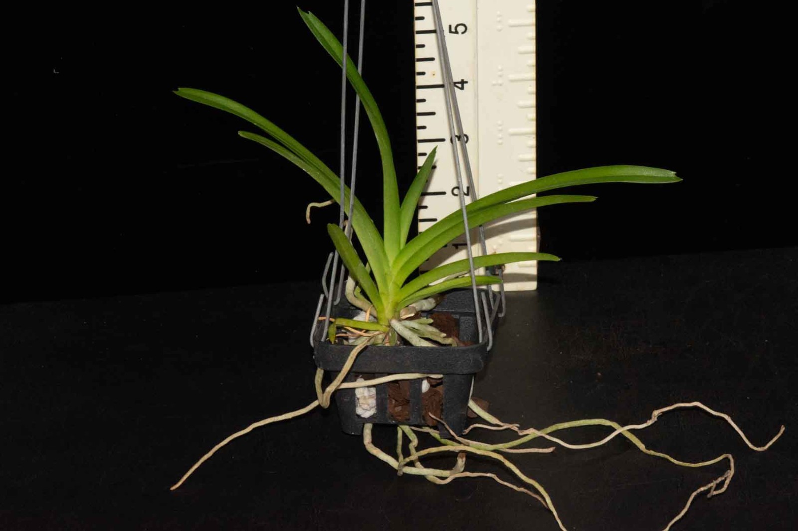 Vanda (Papilionanda) Mimi Palmer (Papilionanda Tan Chay Yan x Vanda tessellata)