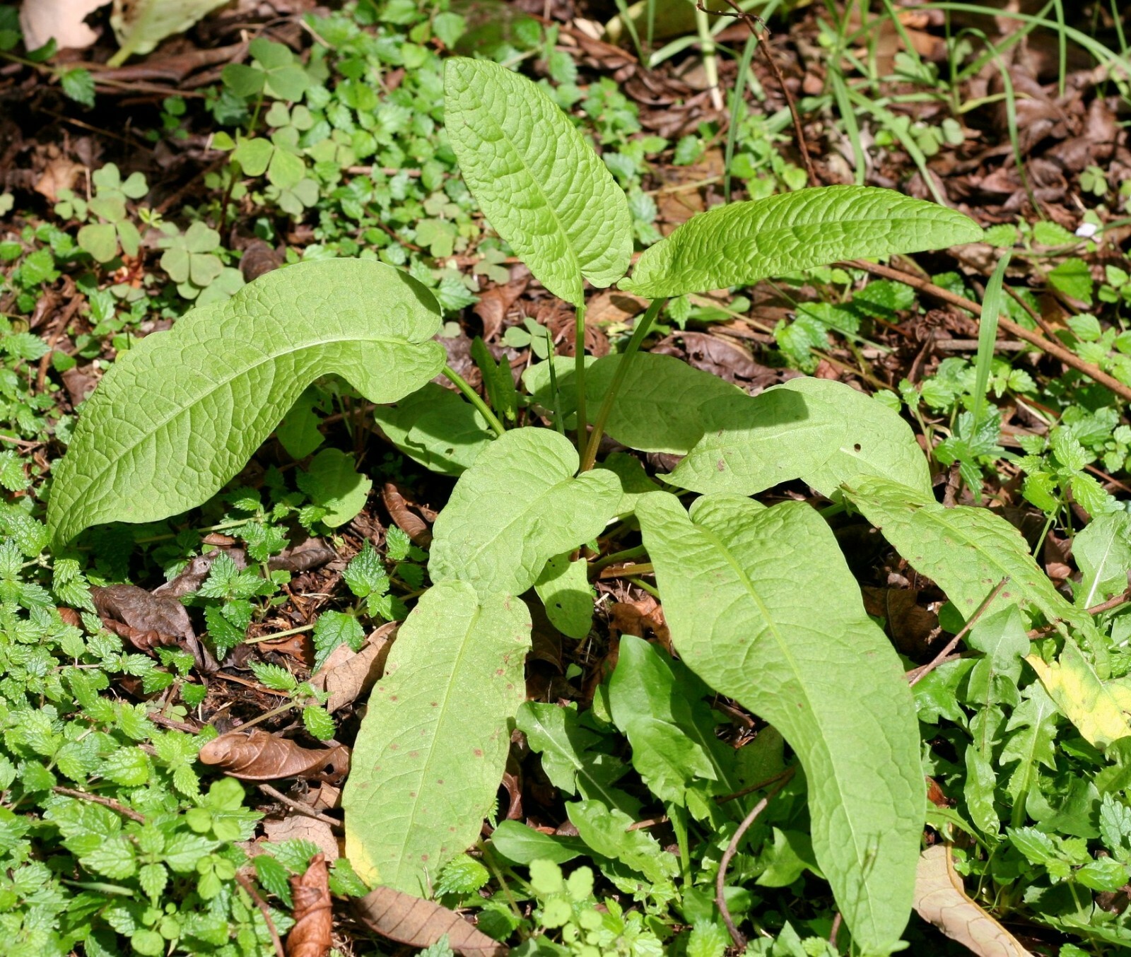 Yellow Dock (Rumex crispus) seeds, qty 100 organically grown