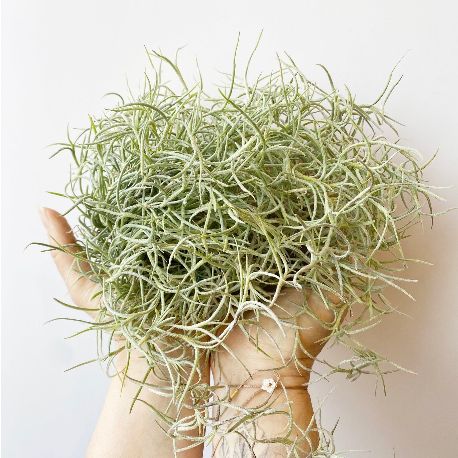 Spanish Moss – Live Spanish Moss Tillandsia Usneoides Hanging Air Plant Live.