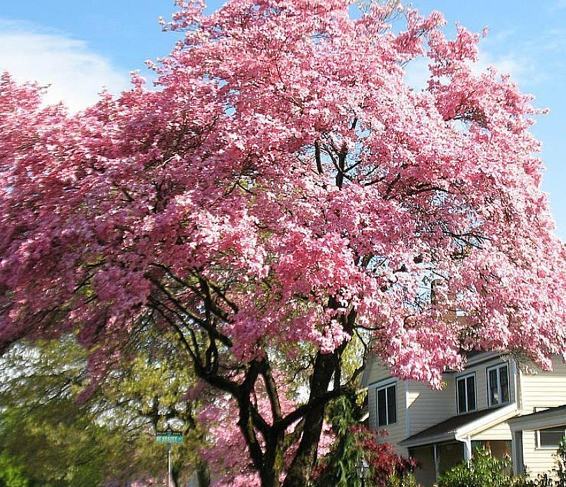 Pink Japanese Dogwood Tree – 12-18″ Tall – 1qt Pot – Cornus Rubra – Zones 5-9