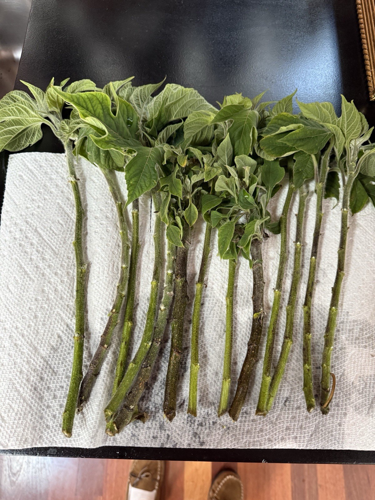 Perennial Organic Mexican Sunflower 10 Cuttings,freshly cut per Order