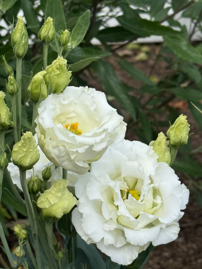 Lisianthus Arosa White III Live Plant Plug – 1–3″ Tall – Cut Flower Garden Plant