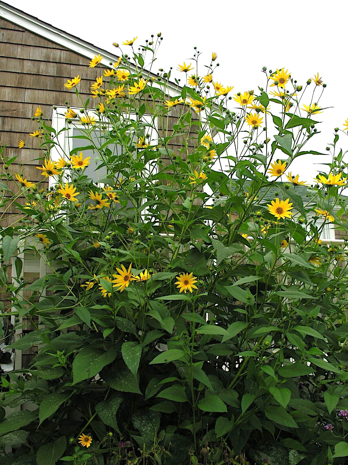 Giant Tall Sunflower Seeds (Helianthus giganteus) NON~GMO Hardy-3 Garden Plant