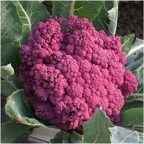 Purple Sicily Cauliflower Seeds For Planting (Brassica oleracea botrytis)