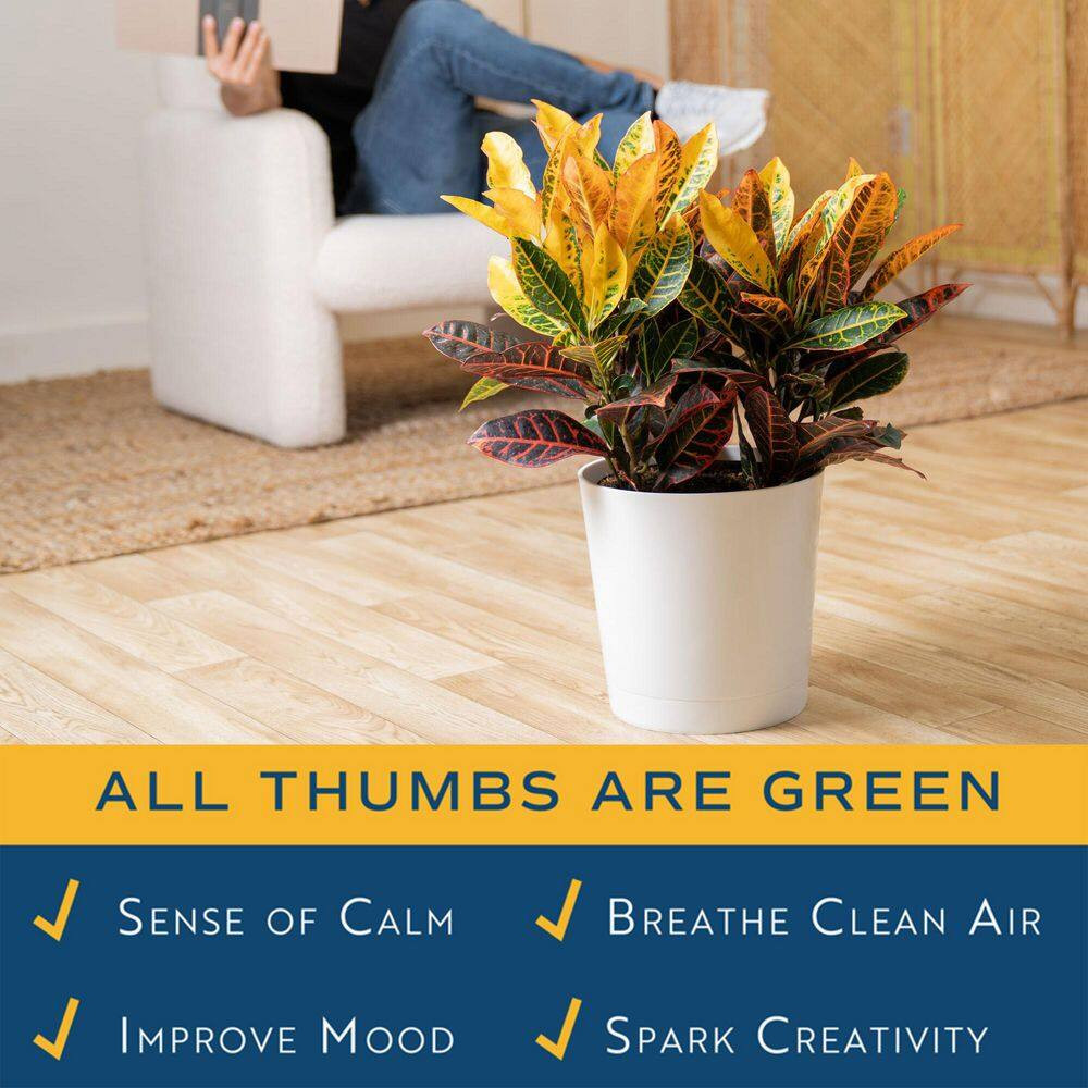 Croton Petra Indoor Plant in 8.75 Decor Planter, Avg. Shipping Height 2-3 Ft. Ta