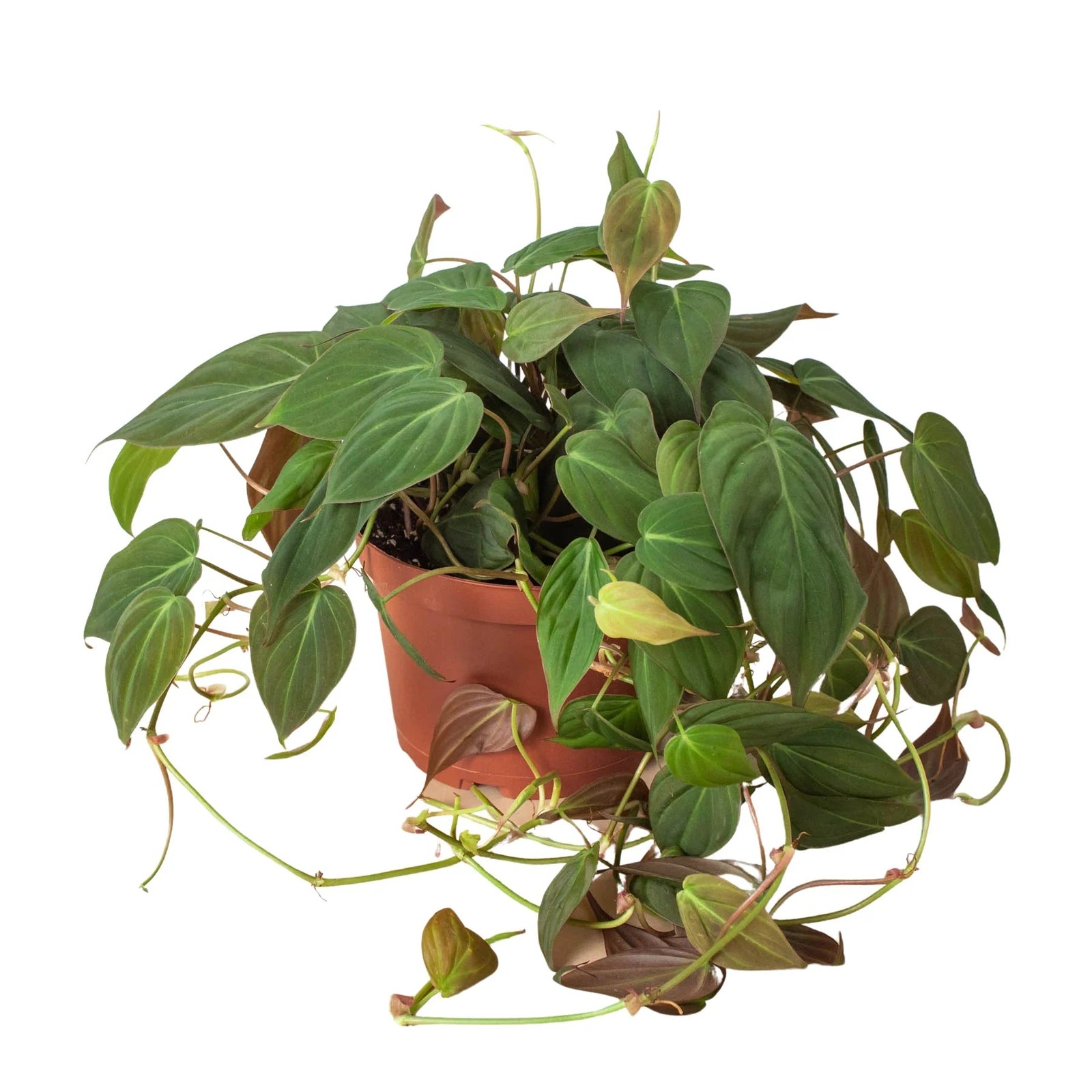 Philodendron ‘Velvet’ • Velvety Dark Green Leaves • Rare Textured Beauty