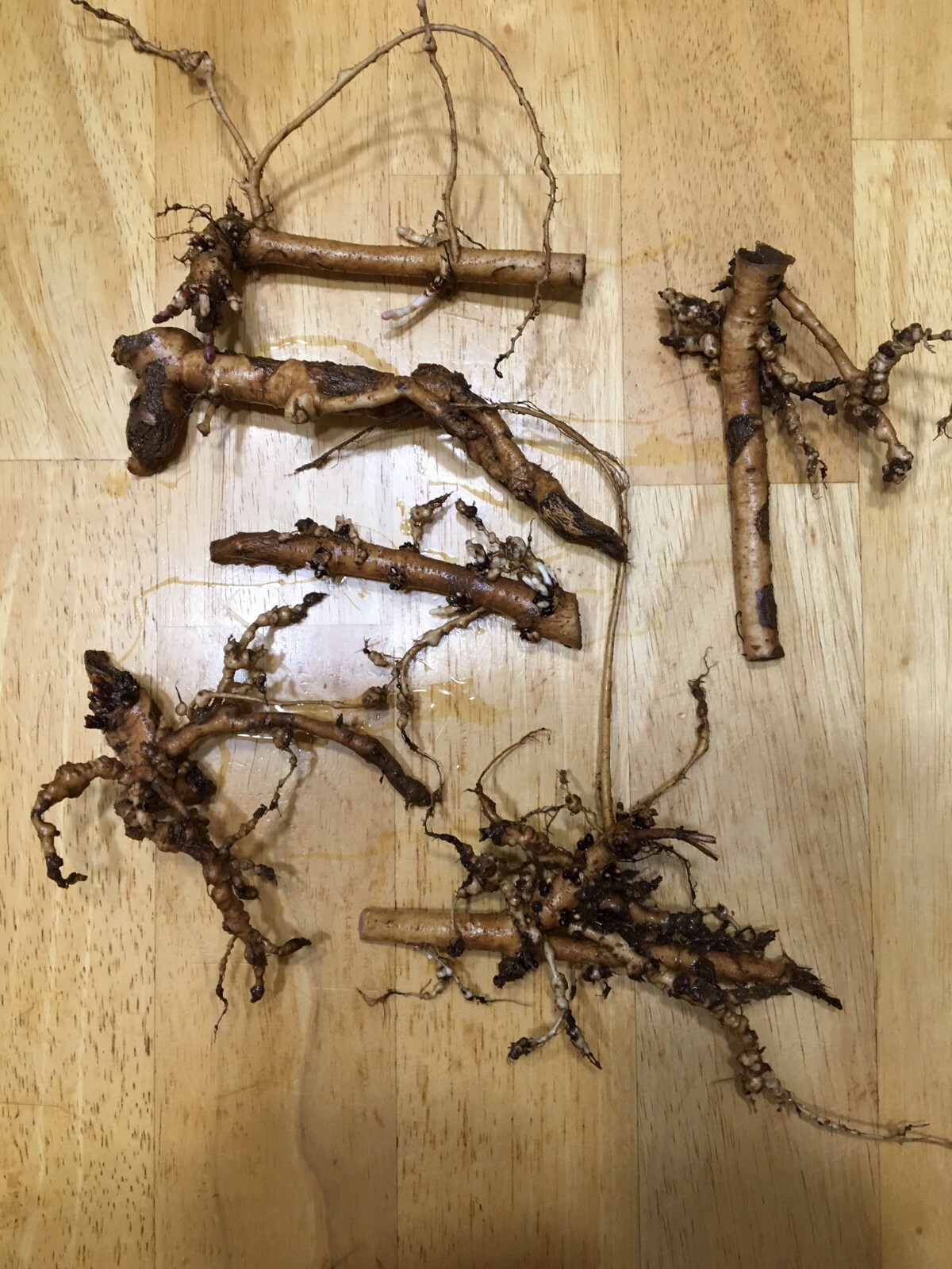 Start Next Year’s Crop Today. 3 Organic Cascade Hop Rhizomes, $22.00