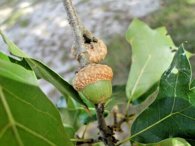 12 BLACKJACK OAK ACORNS – Quercus marilandica marilandica