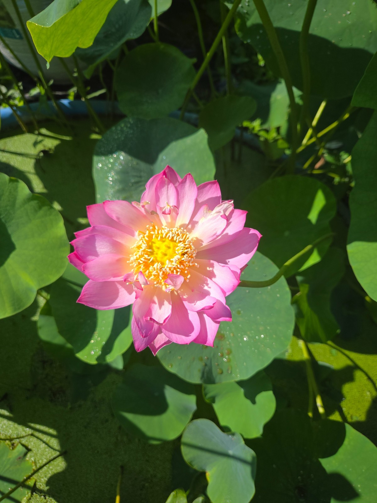 “Zhongshan red” lotus tuber for planting 中山红莲 荷花品种