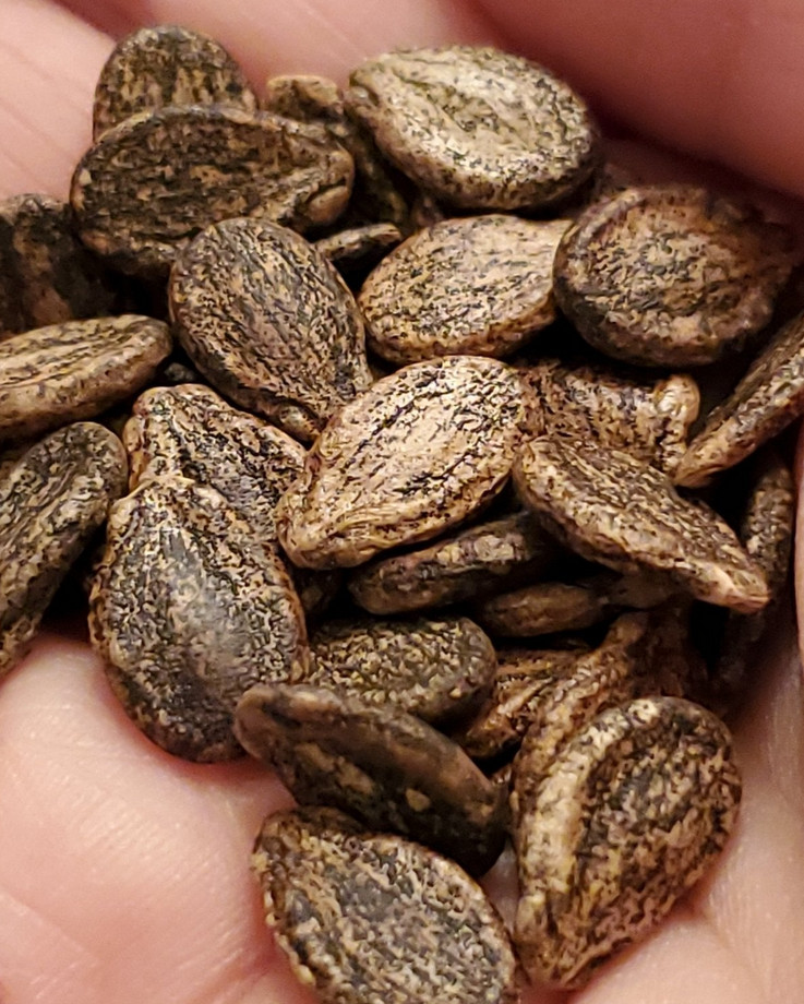 35 Kleckley’s Sweet Watermelon Seeds! Huge 18-25 Pound Heirloom – Super Sweet!