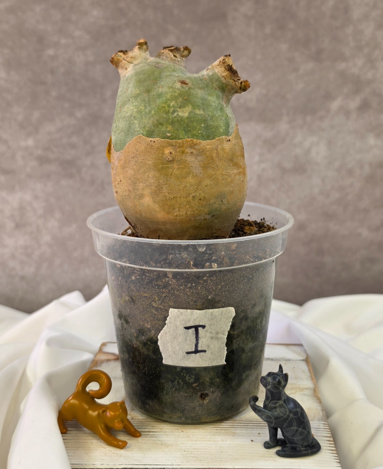 SO CHUNKY!!! Cyphostemma Uter var. Macropus (Angola) – Succulent not Pachypodium