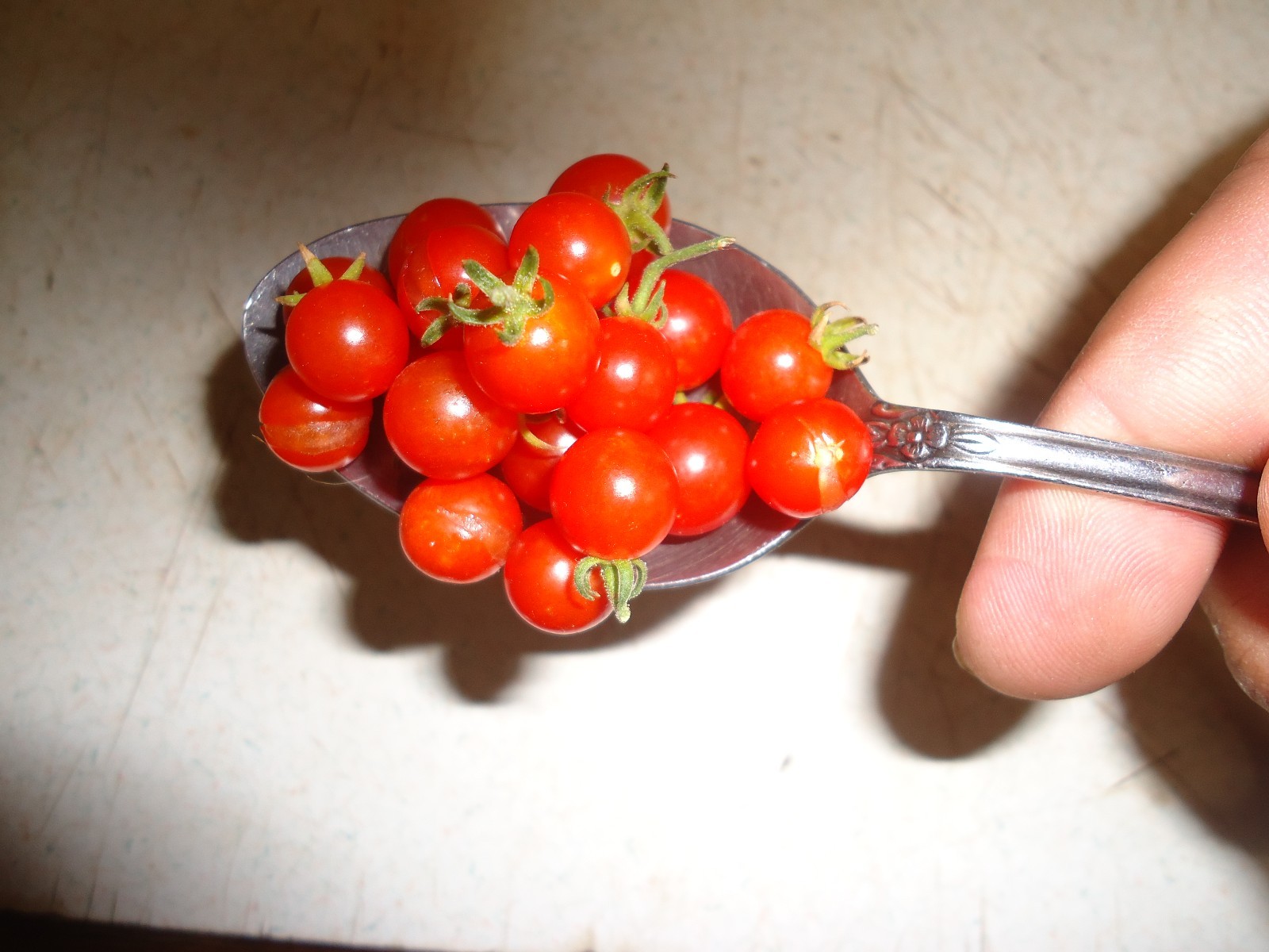 Heirloom Cherry tomato variety pack FREE SHIP + FREE GIFT!