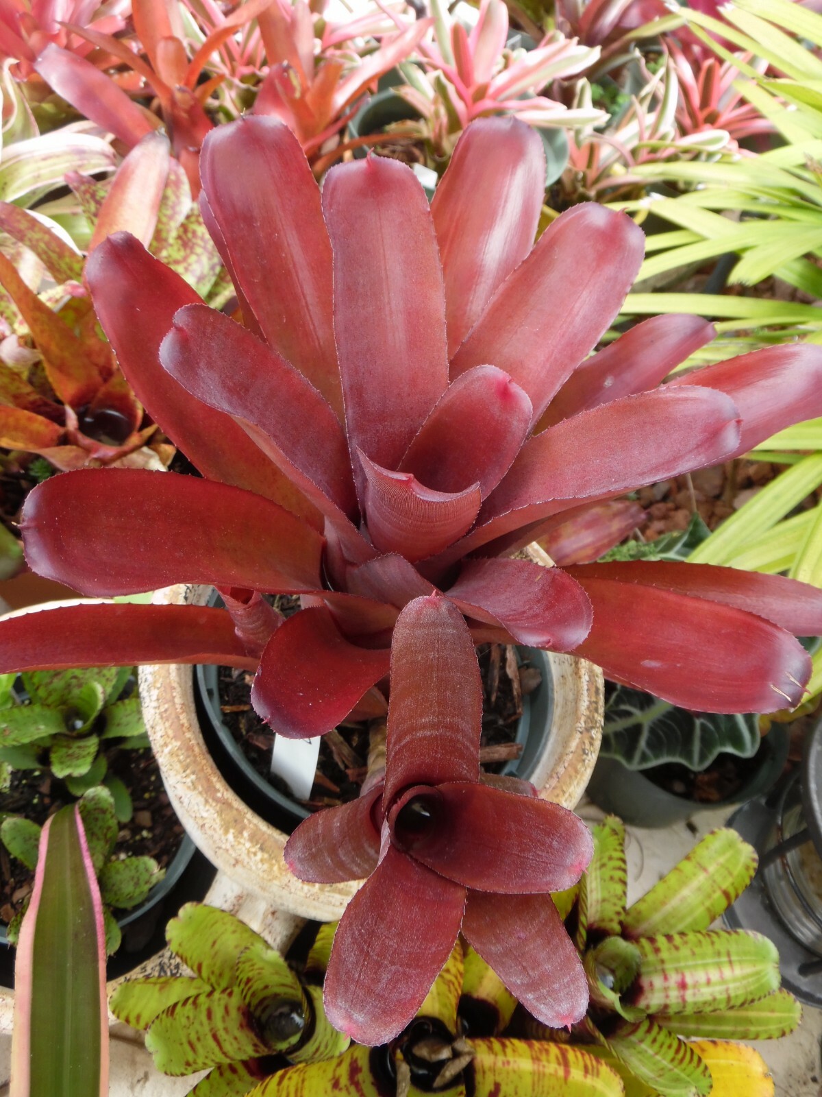 Neoregelia SUN DEVIL Bromeliad one tropical plant *MEDIUM*