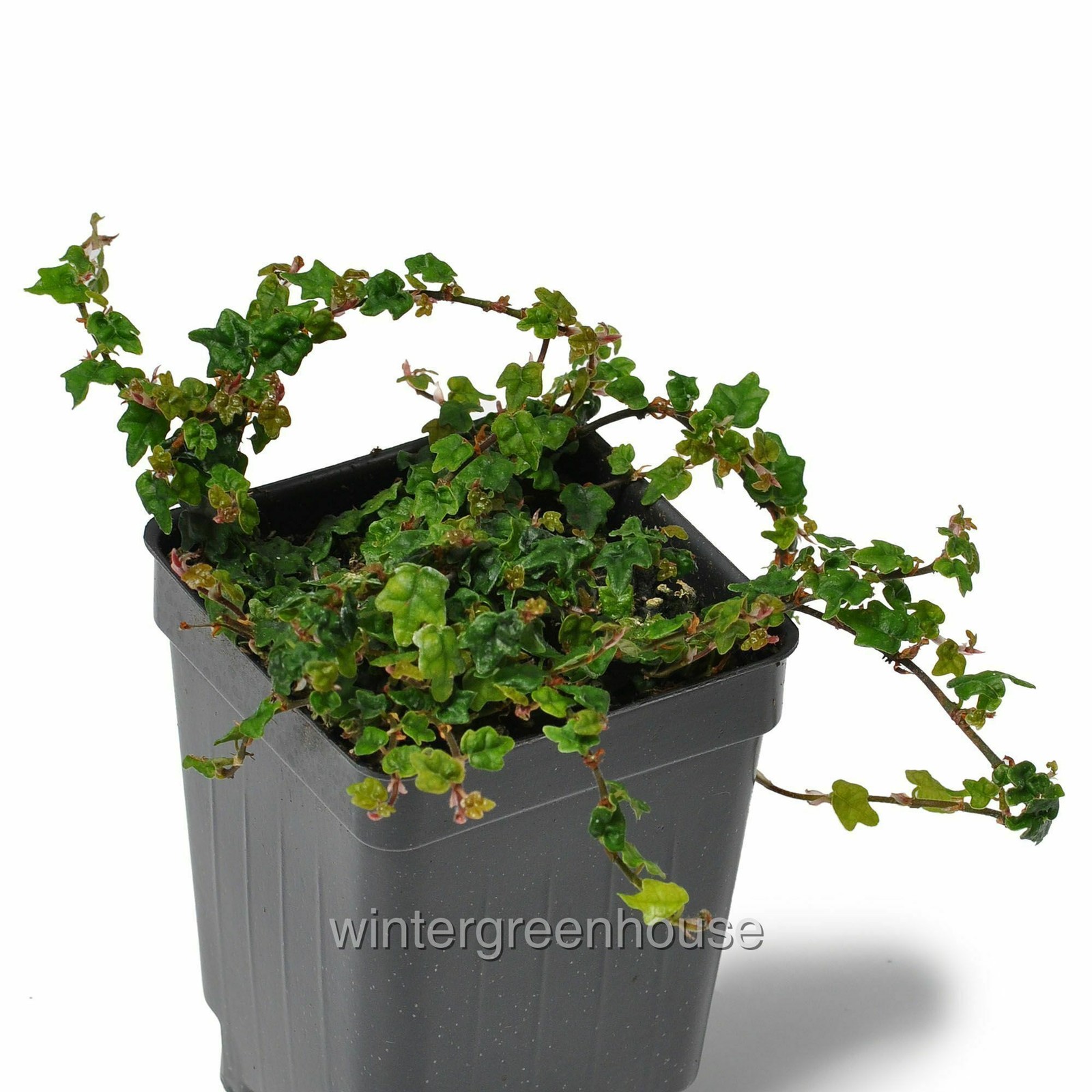 Ficus pumila, Quercifolia minima, Tiny Oak Leaf Fig