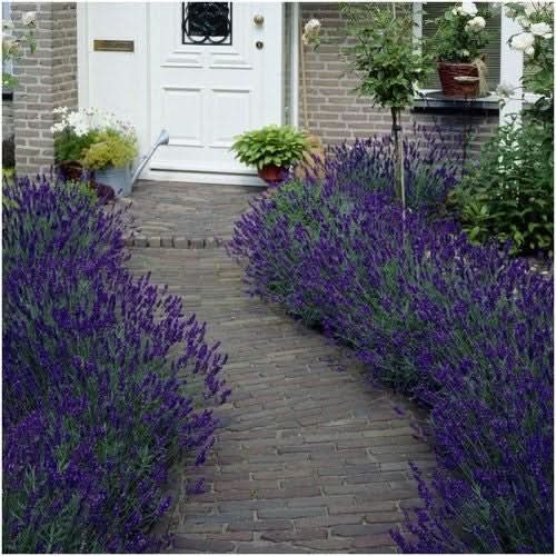 Hidcote Lavender Seeds For Planting (Lavandula angustifolia)