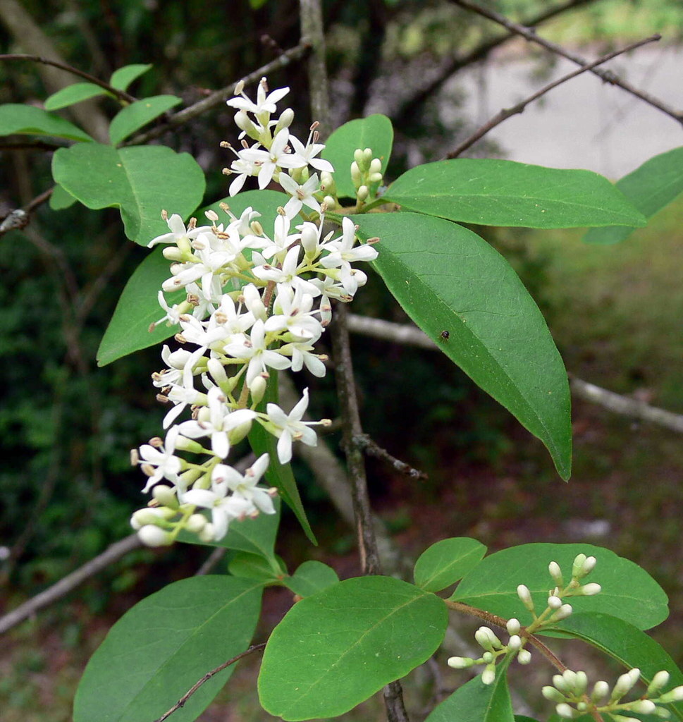Fragrant Tea Sweet Olive Osmanthus fragrans~~Healthy well rooted starter plant