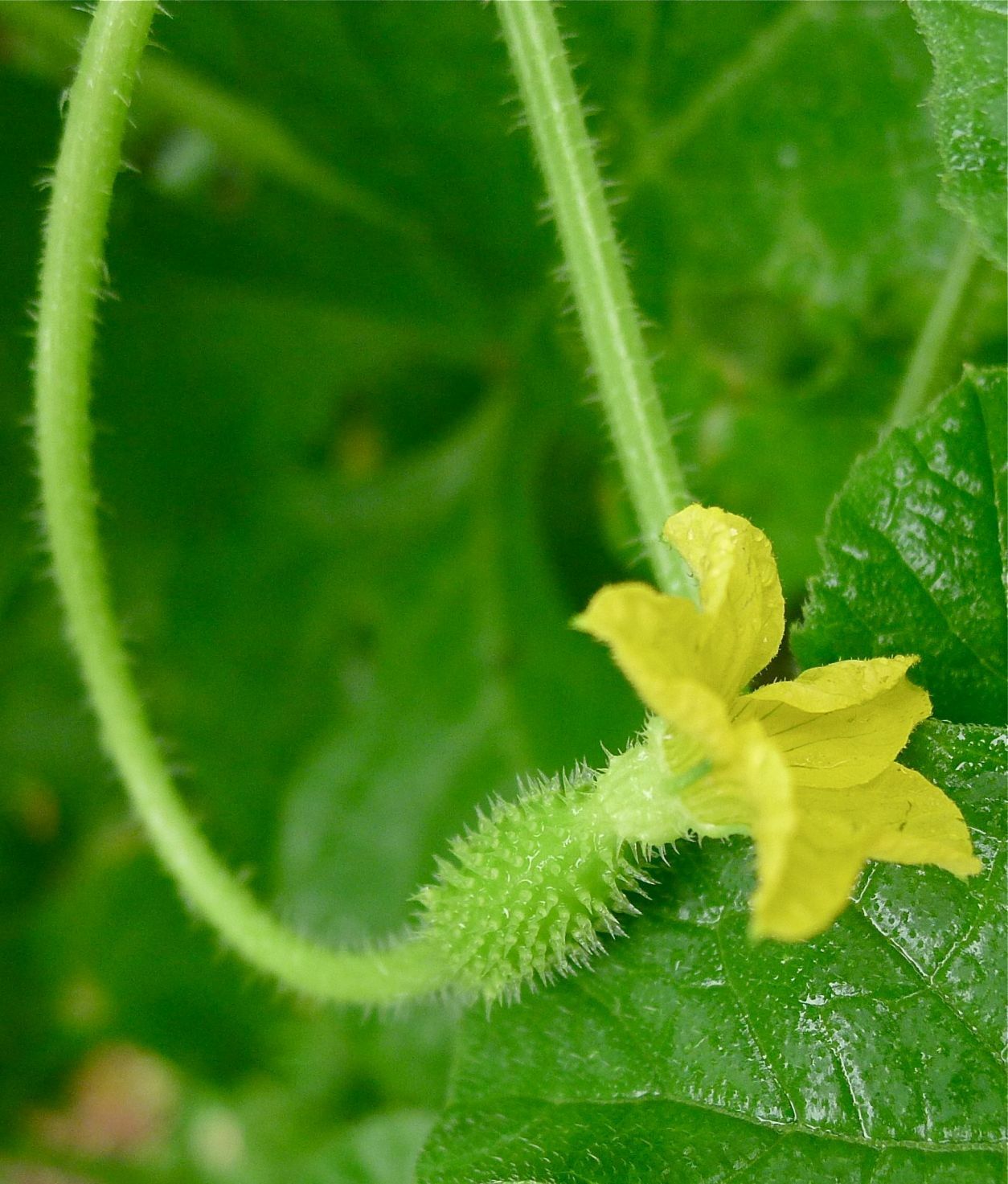 RARE✿ Heirloom West India Burr Gherkin 15 Seeds ●High Yields