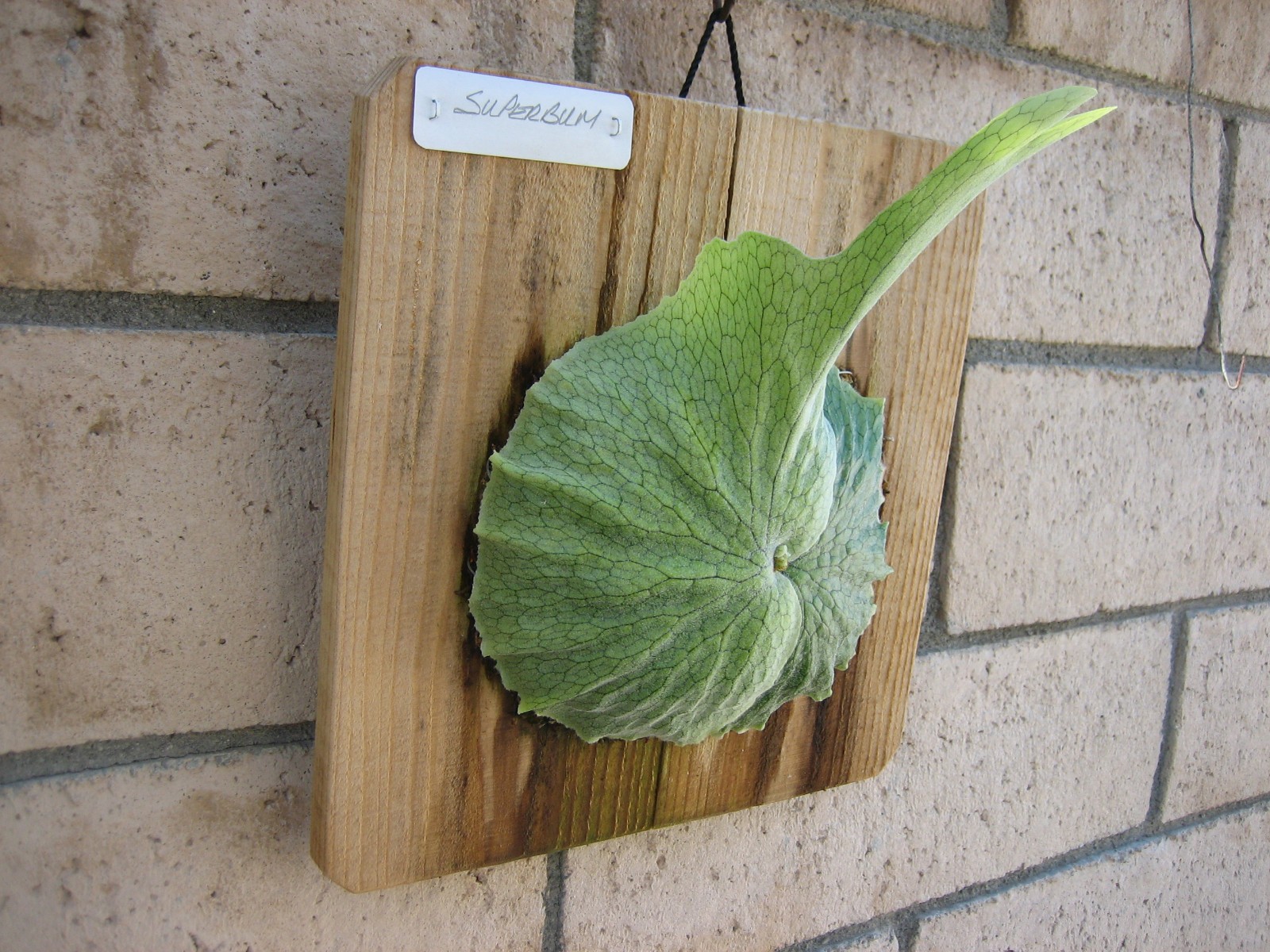 Staghorn Fern – P. Superbum – Platycerium