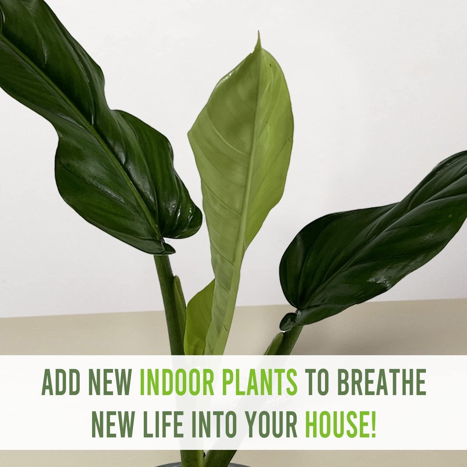 Philodendron Lehmannii (Pack of 2)| Vibrant Live Indoor Plant