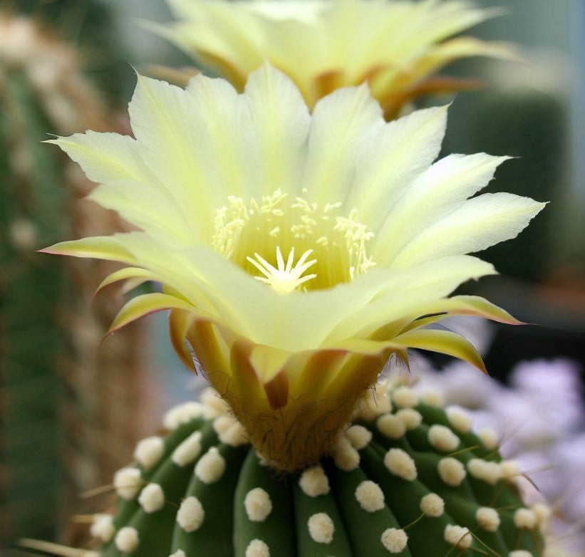 Acanthocalycium klimpelianum 5 Seeds Free Shipping!