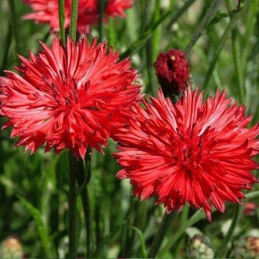 Cornflower Bachelor Button TALL RED Heirloom Flower Sun/Shade Non-GMO 400 Seeds