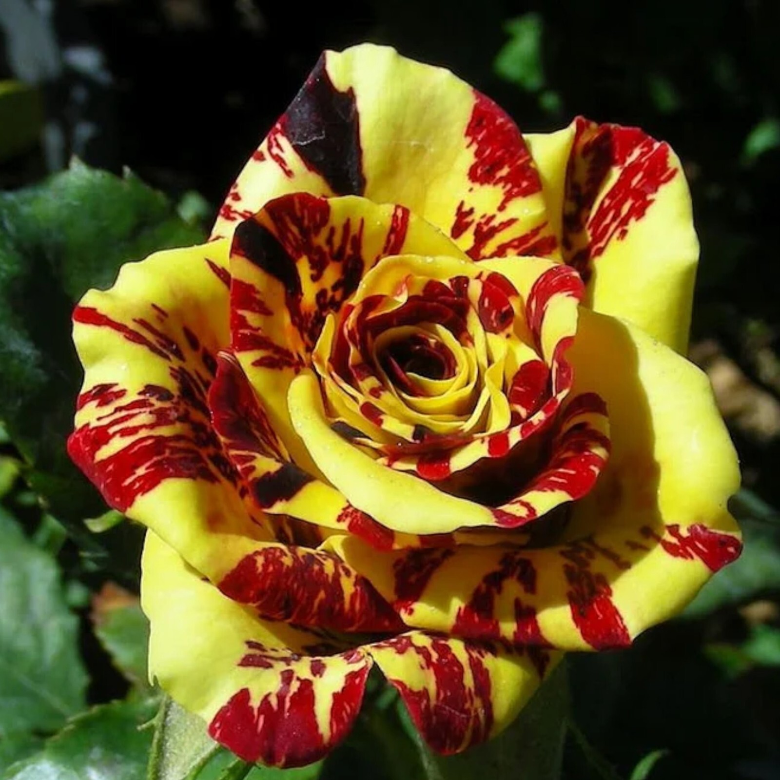 20pcs Tea Rose ‘Dragon Tiger’ Seeds – Fragrant, Vibrant Blooms for Gardeners